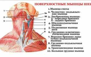 Анатомия мышц шеи и головы человека: строение и функции