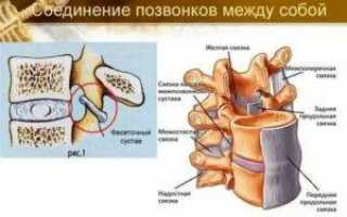Анатомия мышц шеи, часть 2