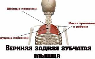 Анатомия поясничного отдела позвоночника мышцы