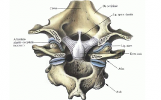 Атланто затылочный сустав анатомия